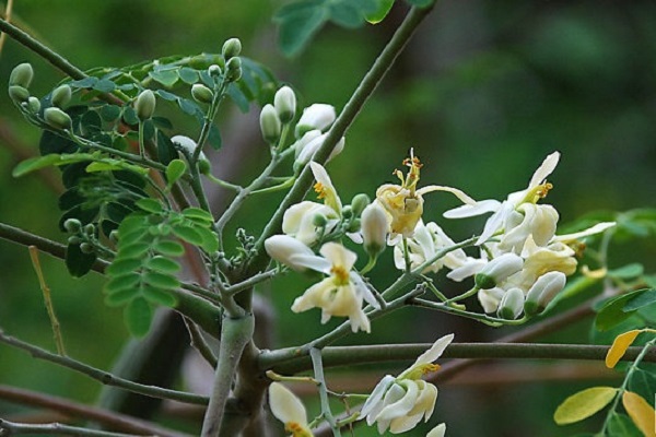 Hoa chùm ngây moringa