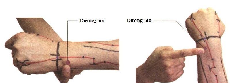 Huyệt Dưỡng Lao 5 Mẹo Chữa Bệnh Y Học Cổ Truyền Thuốc Hay