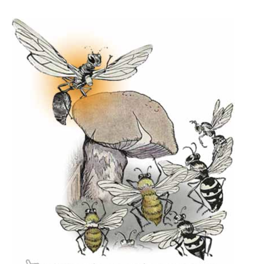 Ong mật, Ong vằn & Ong bắp cày
