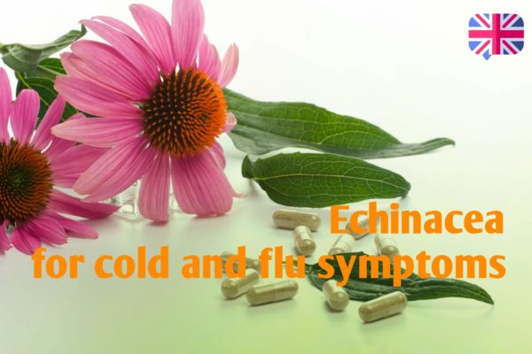 Echinacea for cold and flu symptoms