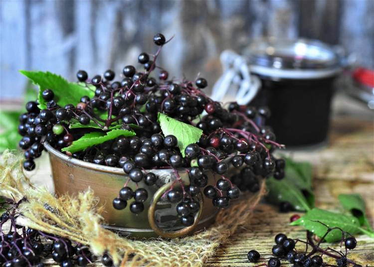 Elderberry benefits