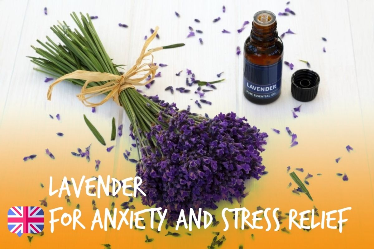 Lavender for anxiety and stress relief