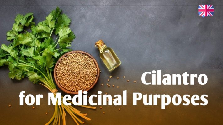 Cilantro for Medicinal Purposes