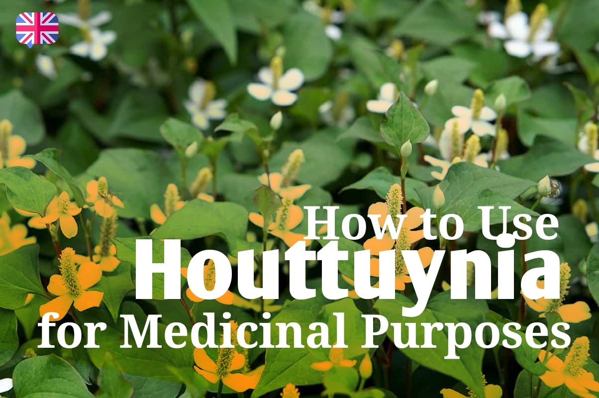 How to Use Houttuynia for Medicinal Purposes