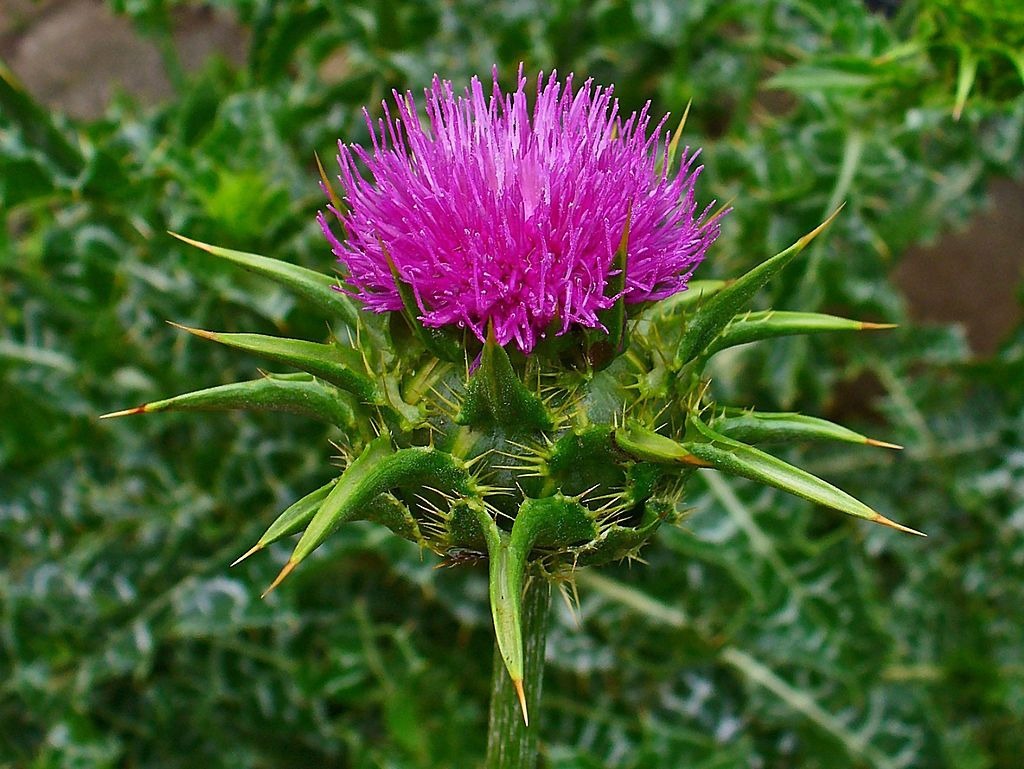 Milk Thistle - Natural Liver Support