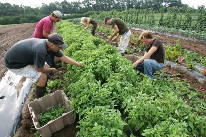 Organic farming and sustainable production