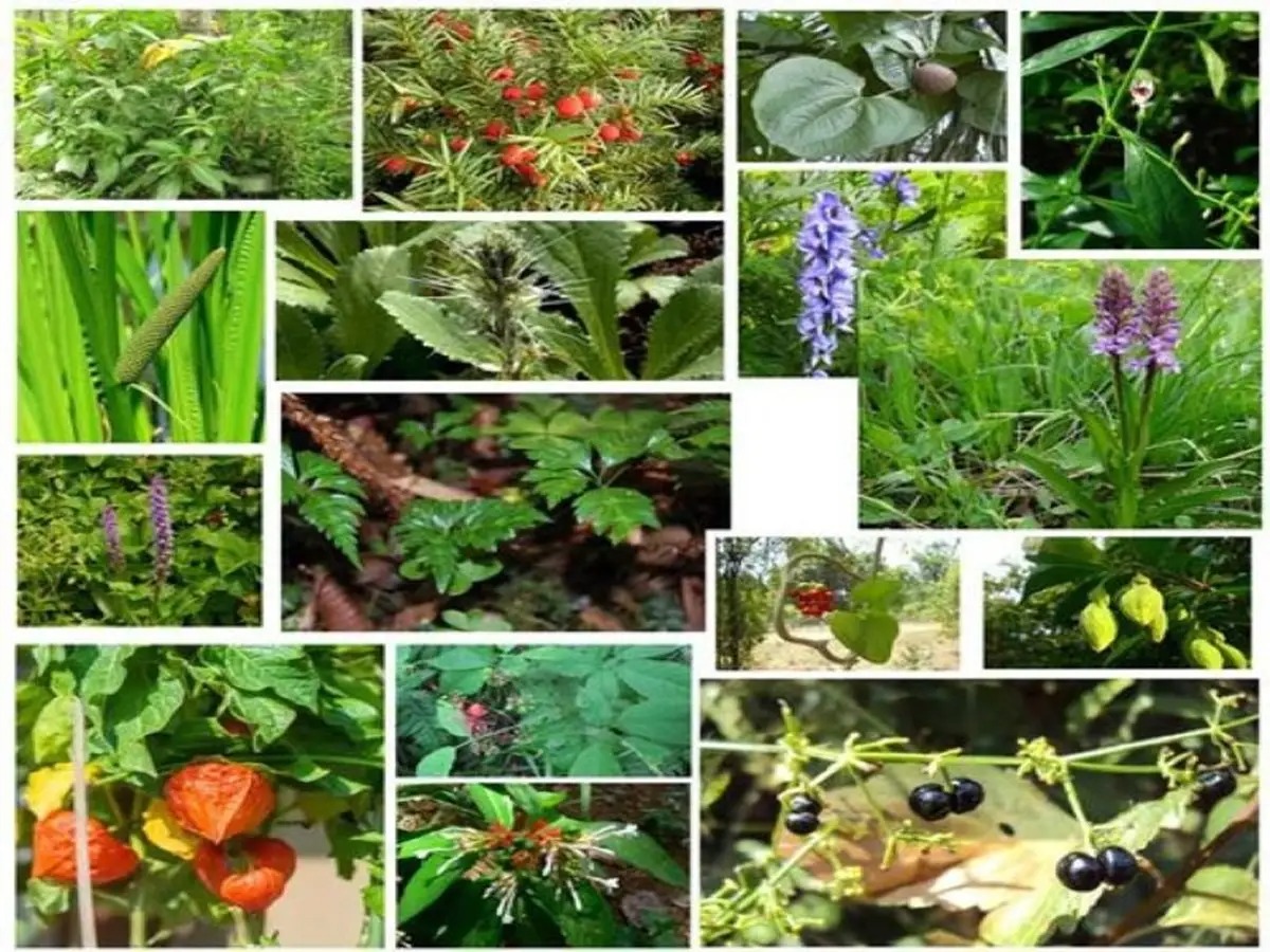 Sustainable Production of Medicinal Herbs and Plants
