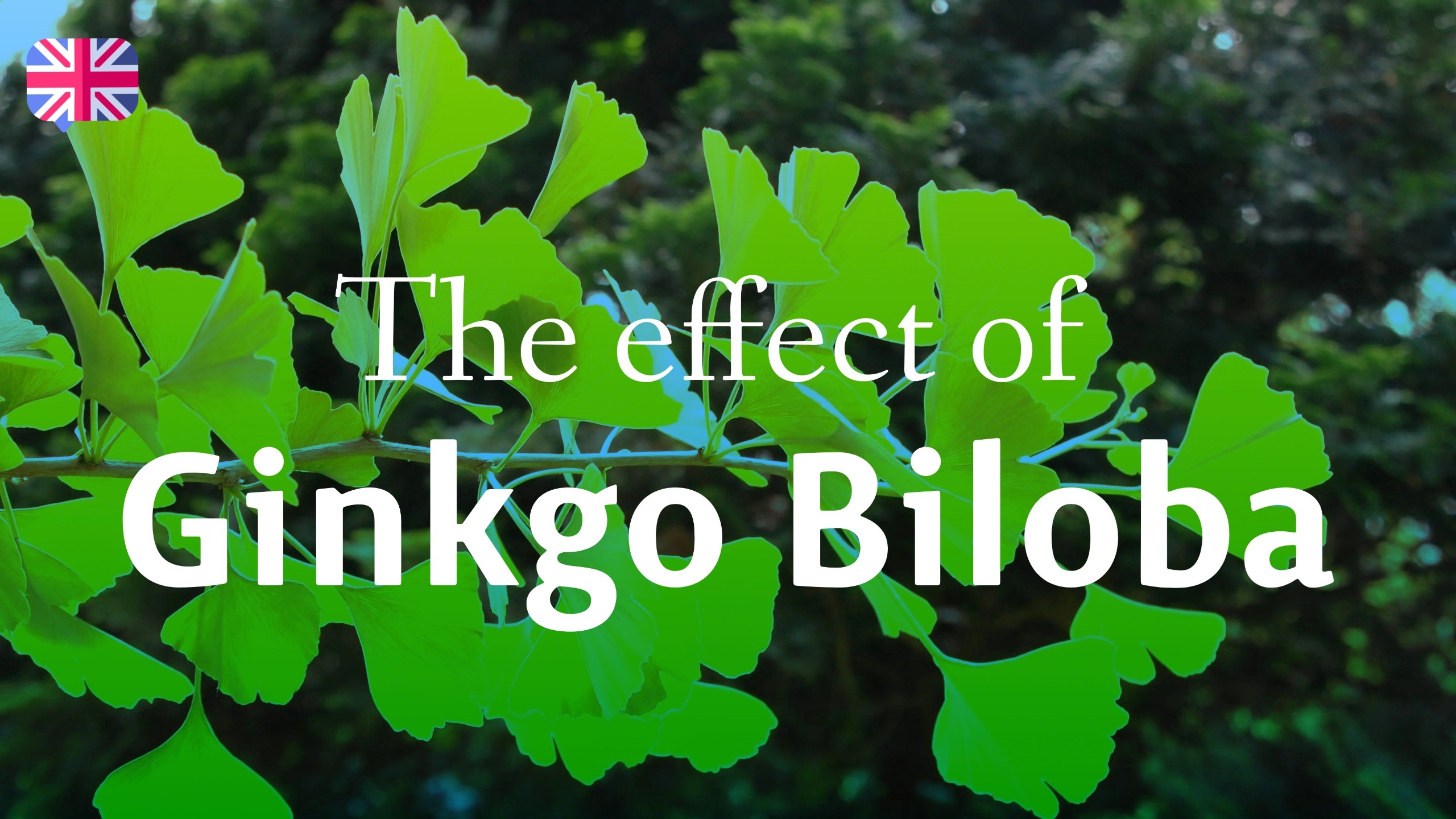 The effect of Ginkgo Biloba